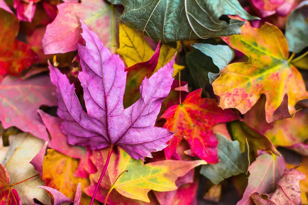Utah Ranks #12 on Best Places to See Leaves Change