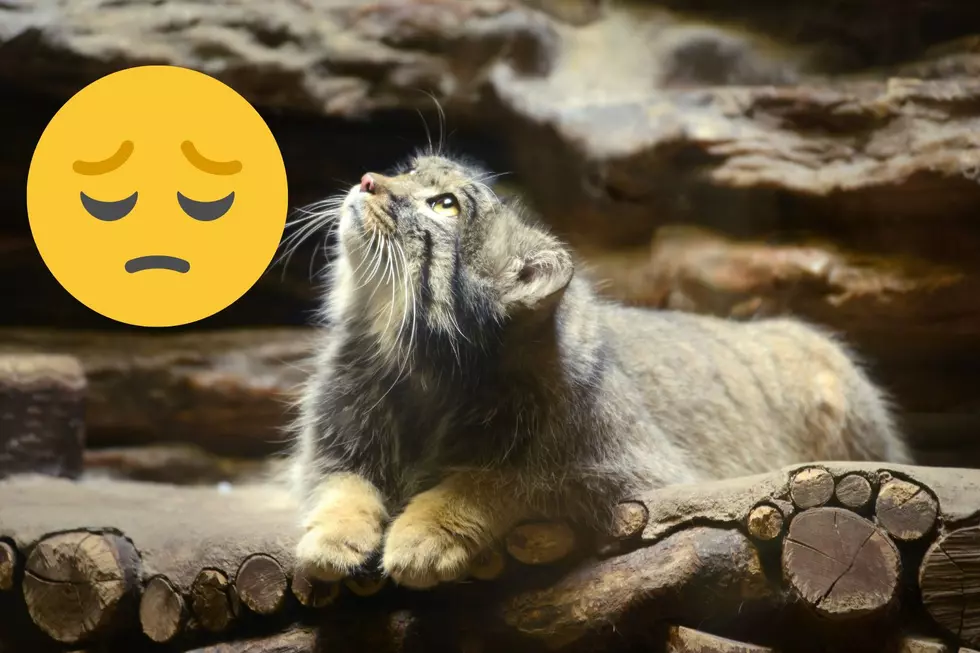 Utah’s Hogle Zoo Looses Another Cat In Captivity