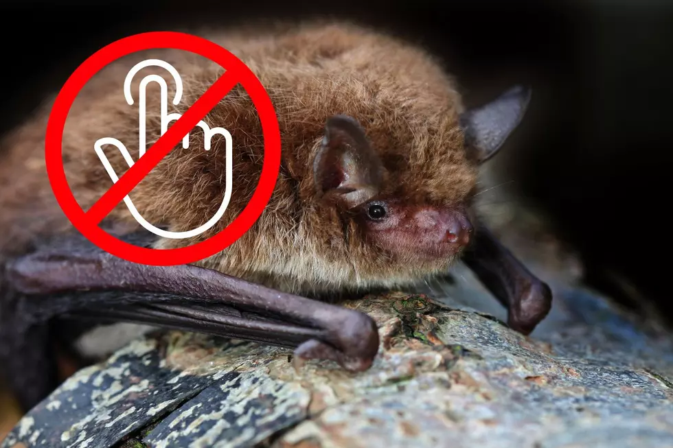 Devastating: What Actually Happens To Utah Bats Touched By Humans?